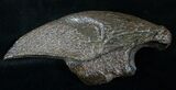 Fossil Giant Sloth Claw - Extremely Well Preserved #9353-6
